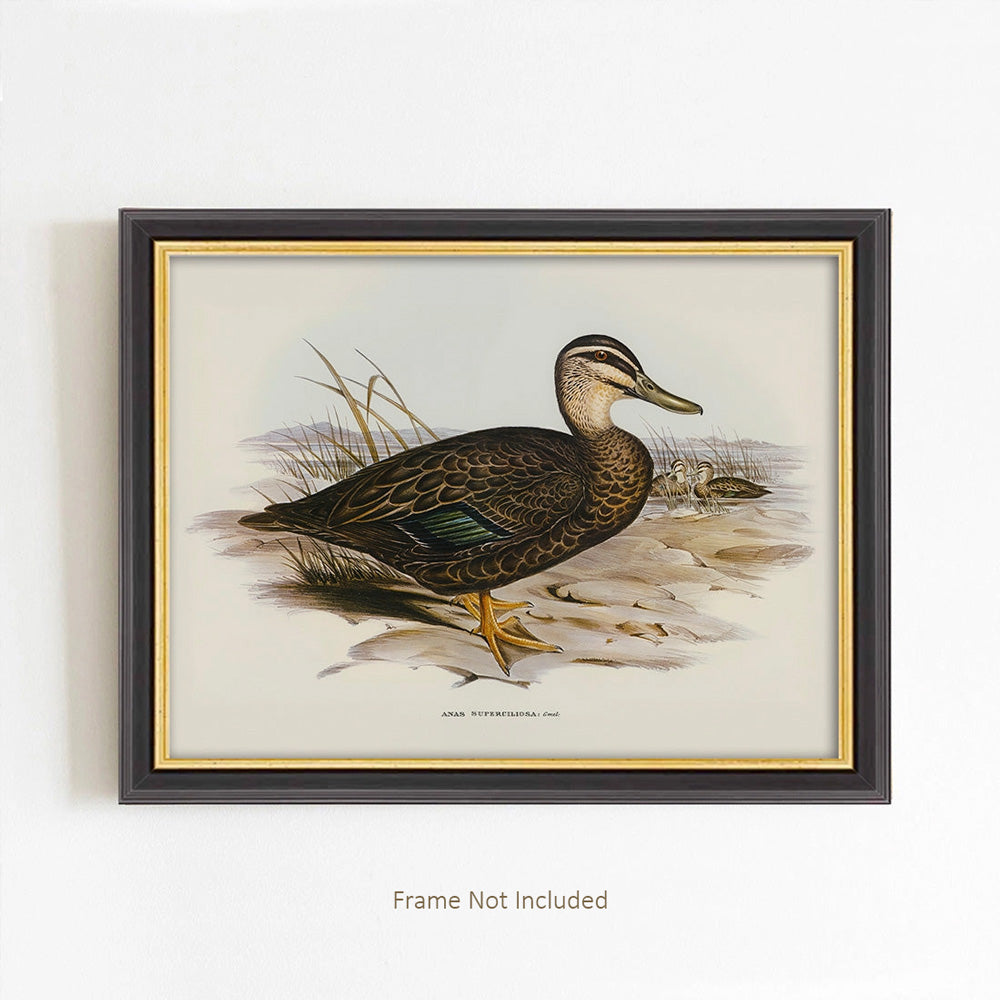 Vintage Duck Illustration Art Print