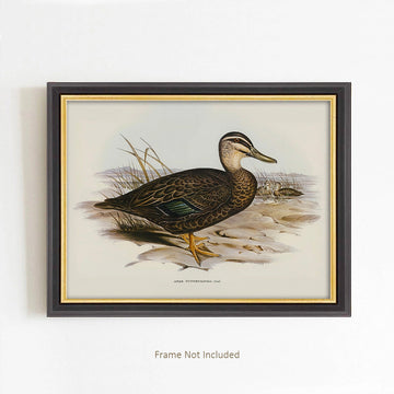 Vintage Duck Illustration Art Print