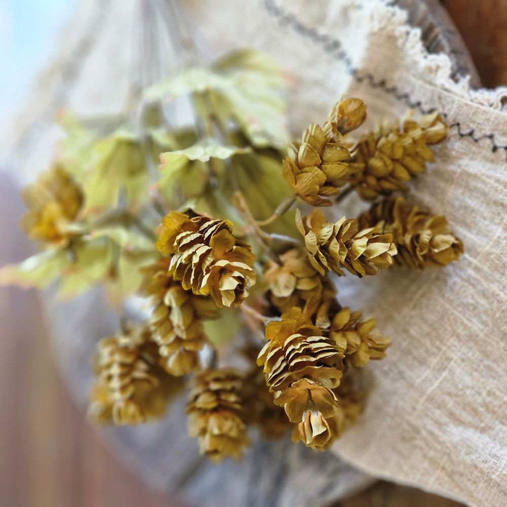 Golden Green Hops Bush