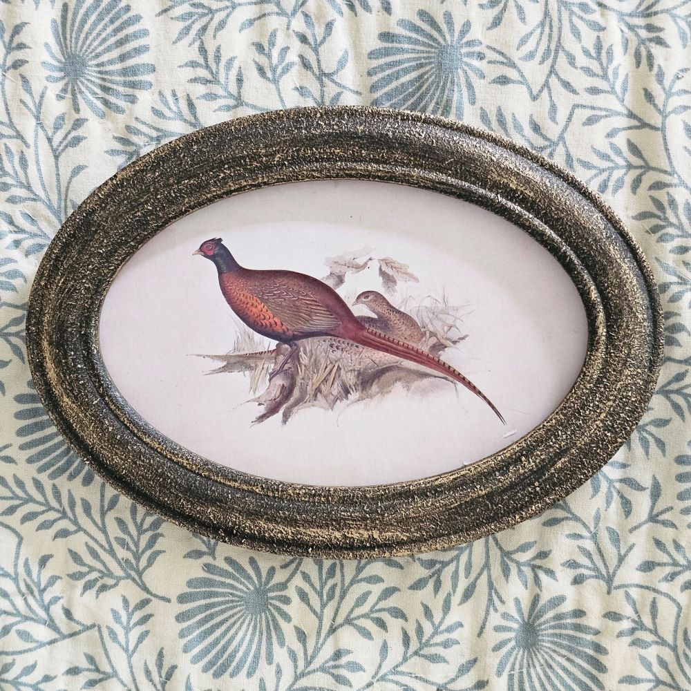 Pheasant  Print with Golden Black Frame